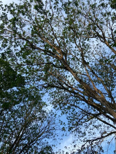 The image depicts a view looking upwards through the branches of trees against a clear blue sky. The branches are thick and gnarled, with a scattering of green leaves. Some of the branches appear to be covered in moss or lichen. The overall impression is one of being under a canopy of mature trees. The lighting suggests it is daytime, possibly late afternoon given the slightly diffused light. There are no people or man-made objects visible in the frame, focusing entirely on the natural elements of the trees and sky. The location context of Gudang Batu, Indonesia, places this scene in a tropical or subtropical environment, consistent with the lush greenery and type of trees shown. The composition creates a sense of looking up into the vastness of nature.