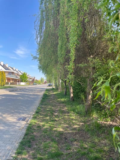The image shows a view of a street in Wysoka, Poland. A paved sidewalk runs alongside a street lined with trees. The trees overhang the sidewalk, casting shadows on the ground. On the opposite side of the street, there are modern residential buildings with light-colored facades. The sky is blue with some clouds. In the distance, a few cars are visible on the street.
