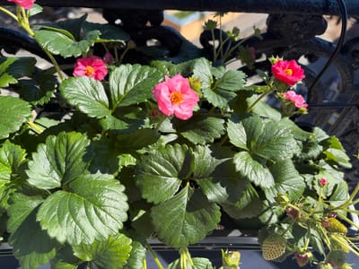 The image shows a close-up of a strawberry plant with several pink flowers and developing green strawberries. The plant is growing in a container, possibly a planter box, which is visible at the bottom of the frame. Lush green strawberry leaves dominate the foreground, some with visible veins and serrated edges. Several vibrant pink strawberry flowers, each with a yellow center, are scattered among the leaves. Some of the flowers are fully open, while others are in bud. In the background, a dark, ornate metal railing or fence is present, suggesting the planter is on a balcony or terrace. The lighting indicates it is daytime, with shadows cast by the leaves and flowers. The environment appears to be outdoors, with hints of a building or structures in the further background, partially obscured by the railing. There are no people or animals visible in the image. The presence of developing strawberries indicates the plant is in a fruiting stage. The image does not provide any specific visual cues to pinpoint the exact location within Borisova Griva, Russia, other than it is an outdoor urban or suburban setting.