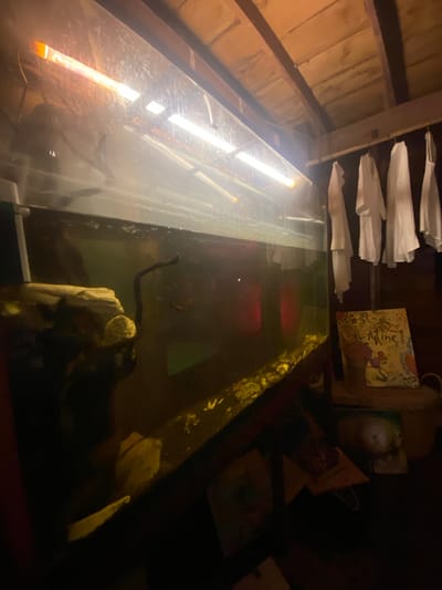 The image depicts the interior of an establishment in Baan Don Sai, Thailand. A large, rectangular aquarium dominates the foreground, containing murky water and aquatic features such as wood and rocks. A dark snake is visible within the aquarium. Above the aquarium, white cloths hang from a support structure. The background is dimly lit, revealing items such as books and gifts, and a sloped ceiling.