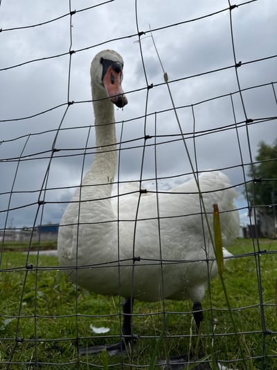 A white swan with a black beak and pink accents on its face is the main subject of this image. The swan is viewed from a low angle, looking up towards it. It is behind a black wire fence, which creates a grid-like pattern across the frame. The swan's body is large and mostly white, with some visible water droplets on its feathers, suggesting it may have recently rained or it has been in water. Its head is turned slightly, and its beak is open, with a piece of green grass or reed visible near its mouth, indicating it might be eating.
The background consists of a cloudy, overcast sky and a grassy area with some greenery. The setting appears to be outdoors, possibly a park, farm, or sanctuary, given the presence of a fence and the swan. The lighting suggests it's daytime, but the cloudy sky indicates overcast weather. The orientation of the image is rotated 90 degrees clockwise, making it appear to be taken sideways. There is no visible text in the image. The overall mood is somewhat captured, with the swan appearing curious or perhaps slightly inquisitive as it looks towards the camera through the fence. The location context provided is Каменка, Russia.