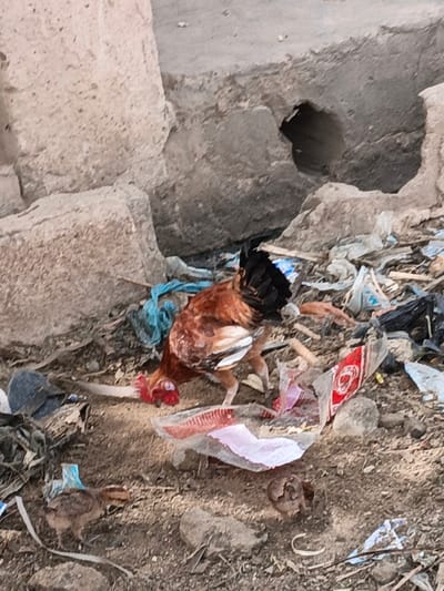 The scene depicts an outdoor, unpaved area in the city of Zango, Nigeria, characterized by ground-level refuse and rough concrete structures. An adult chicken, primarily brown and reddish with black and white tail feathers and a red comb, is positioned centrally, pecking at the dirt and scattered debris. Two small, brown chicks are visible near the bottom left, also on the unpaved ground. The ground surface consists of dirt mixed with numerous pieces of trash, including various plastic bags (blue, white, black, transparent) and torn packaging materials. In the background, large, light-colored concrete or stone blocks form a partial wall or structure, with a dark, irregularly shaped opening visible in one of the blocks. The overall environment appears to be a neglected or undeveloped area.