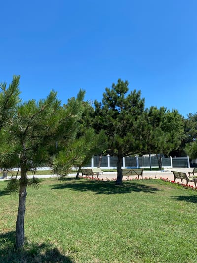 The image depicts a tranquil park scene on a clear, sunny day. In the foreground, a young pine tree with dense green needles stands on a lush green lawn. Behind it, several other pine trees of varying sizes and maturity are visible, casting dappled shadows on the grass. A paved walkway runs horizontally across the middle ground, bordered by a low flower bed with small red blooms. Beyond the walkway, a white fence with vertical posts and horizontal railings encloses the park area. Several park benches, made of wood and metal, are strategically placed along the walkway, inviting visitors to rest and enjoy the surroundings. The sky is a vibrant, cloudless blue. The image is captured from a slightly low angle, emphasizing the height of the trees and the expanse of the sky. No people are present in the scene.