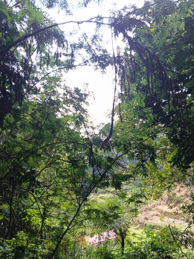 The image presents a downward-angled view from an elevated position in Desa Mburukulu, Indonesia, looking through a dense canopy of lush green foliage. The foreground is dominated by intertwined branches, leaves, and hanging vines, with bright, diffuse light from the sky visible through the gaps. In the midground, below the heavy vegetation, a valley or sloped terrain is discernible. A structure with a red-tiled roof is partially visible on the left side, nestled among trees. To the right of this structure, a significant area of exposed, light-colored soil indicates a recent landslide or earth disturbance, with some debris present. The surrounding hillsides are covered in further dense green vegetation. No individuals or animals are present.