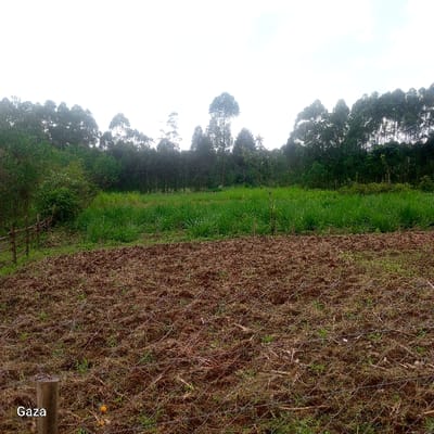The scene captures an outdoor agricultural area within Bonyamaro ward, Kenya, under an overcast, light gray sky. The immediate foreground consists of a brown, recently tilled soil field with scattered plant detritus and sparse green growth. A section of metallic wire mesh fencing lies horizontally across the lower and mid-foreground. A wooden fence post is partially visible in the bottom-left corner, near which two small, spherical orange objects rest on the soil. Immediately beyond the tilled field, a dense, continuous band of tall green vegetation, indicative of grassland or a specific crop, extends horizontally. The background is defined by a dense, vertical line of tall trees, consistent with a eucalyptus forest or plantation. No human figures or active subjects are visible.