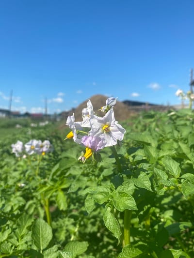 The image shows a close-up of white and pale purple potato flowers with yellow centers, blooming in a field under a bright blue sky with scattered white clouds. The flowers are in the foreground, with a green expanse of potato plants stretching into the background. In the distance, there is a large brown mound, possibly a pile of earth or refuse, and some indistinct structures that could be buildings or infrastructure. The overall scene suggests a rural or agricultural setting. The provided hints indicate the location is in the city of Betyuntsy, Russia.