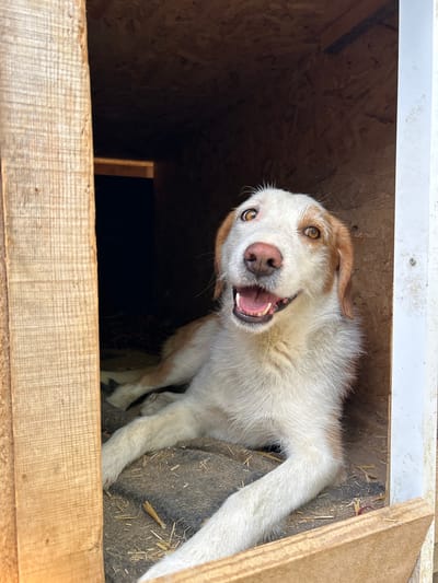 A medium shot captures a dog lying down inside a wooden doghouse. The dog, predominantly white with brown markings on its head and ears, has its mouth open and appears to be panting or smiling. Its amber eyes are wide open and looking directly at the camera. The doghouse is constructed from rough-hewn wood and plywood, with straw and dirt visible on the floor. The scene is set in Polenitsa, Bulgaria.