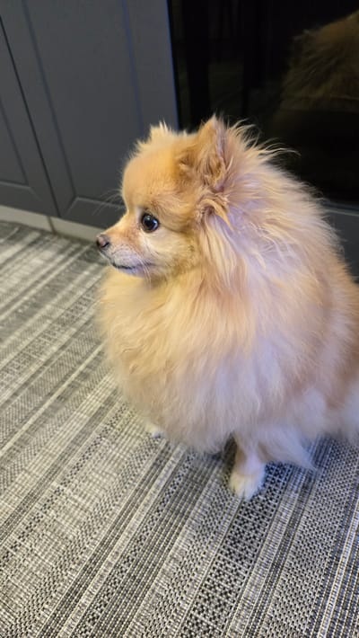 A fluffy, light-brown Pomeranian dog is sitting on a gray, striped rug. The dog is facing to the left, with its head turned slightly towards the camera. Its eyes are dark and its ears are pointed upwards. The background is dark, with a hint of cabinetry on the left and a reflective surface on the right. The rug has a pattern of alternating light and dark gray stripes.