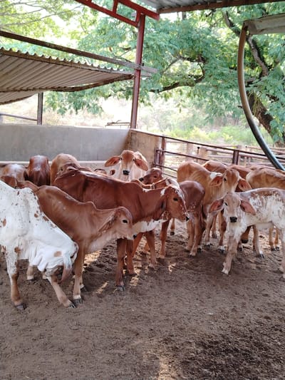 The image depicts a group of young brown and white cattle clustered together in an enclosure. The enclosure appears to be constructed with concrete walls and a metal roof providing partial shade. The ground inside the enclosure is dirt. Behind the enclosure, trees and vegetation are visible.
The location, Los Leoncitos, Venezuela, is not discernible from the image itself.