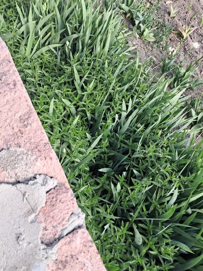 The image presents an outdoor scene in Artsvakar, Armenia, dominated by lush green foliage. The primary subjects are two distinct types of plants: long, slender, blade-like green leaves, reminiscent of grass or iris, and smaller, bushier plants with numerous compact, lighter green leaves arranged along stems, possibly herbs or ground cover. These plants are densely intermingled, covering a significant portion of the ground.
In the bottom right corner, a section of a reddish-pink brick wall or structure is visible diagonally. The bricks are rough and weathered, with substantial amounts of coarse, gray mortar between them, showing cracks and irregular textures. The wall appears to be an older, rustic construction.
The top-left area of the image reveals patches of bare, dark brown soil with a few sparse, smaller green growths and dried plant matter. In this soil area, particularly visible in the provided crops, are hints of small, light-colored (possibly white) flower buds or spent flowers.
The scene depicts a static natural environment. The lighting is soft and diffused, suggesting either an overcast day or a shaded location, as there are no harsh shadows. No people or animals are present, and no specific activity is taking place. There is no visible text in the image. The overall impression is one of thriving greenery adjacent to an old, man-made structure.