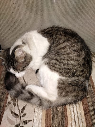 In the city of Shchastia, Ukraine, a tabby cat with white markings sleeps curled up on a striped cushion. The cat's fur is a mix of grey, black, and white. The cushion has a textured pattern and appears to be part of a sofa or chair. The background is a neutral, textured fabric. The image captures a peaceful domestic scene.
