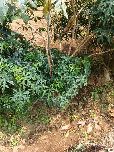 The image captures a vibrant outdoor scene dominated by dense green foliage. In the foreground, a cluster of plants with distinctive palmate leaves resembling Chaya (Cnidoscolus aconitifolius) grows luxuriantly close to the ground. These broad, deeply lobed leaves are a rich green color and appear healthy.

Behind the leafy foreground plants, several slender, light brown tree branches rise upwards. Some of these branches are bare, while others bear sparse, withered leaves or remnants of dried foliage. The background shows more green foliage and bare branches, with hints of a lighter, open area beyond, possibly a field or path.

The ground consists of reddish-brown soil, typical of many tropical regions, with patches of smaller green weeds and scattered dry brown leaves, particularly visible in the lower right corner. The lighting suggests it is daytime, with bright, natural sunlight illuminating the scene and creating subtle shadows among the plants, indicating clear weather. No people are visible, nor is there any discernible text. The lush vegetation and type of plant growth are consistent with a tropical environment, aligning with the location context of Kainantu, Papua New Guinea.