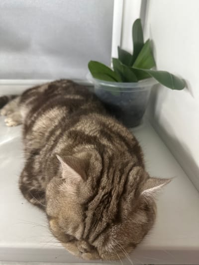 A brown tabby cat is lying on a white surface, possibly a shelf or a counter, in a dimly lit room. The cat is facing away from the camera, with its head resting on its paws. Its fur is a mix of brown and gray stripes. To the right of the cat, there is a small potted plant with green leaves. The background is white and appears to be a wall or a cabinet. The scene is likely indoors, in a residential setting, and is not specifically identifiable as being in the city of Высокая Гора, Russia, based solely on the visual information provided.