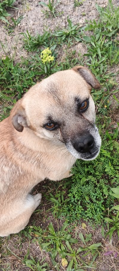 A medium shot shows a tan dog lying on grass and dirt. The dog is looking upwards at the camera with its head tilted. The dog's ears are floppy and brown, and it has brown eyes. Its fur is short and tan, with some darker markings around its eyes and muzzle. The grass is green and appears to be a mix of species. There is some dry dirt and fallen leaves visible between the patches of grass. The background is out of focus, but appears to be more grass and ground. This scene is located in Mala Smilianka, Ukraine.