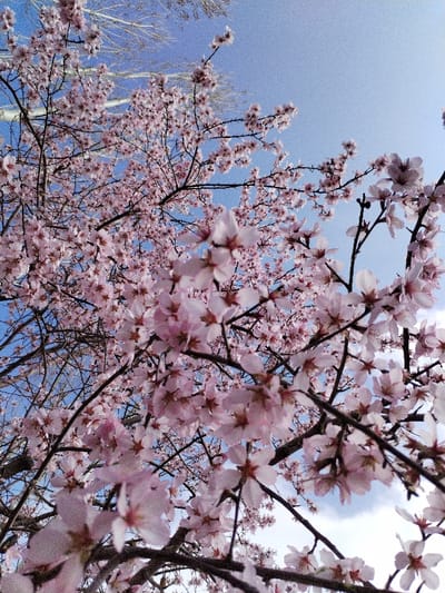 An upward-angle photographic capture depicts a dense canopy of a flowering tree against a bright blue sky. The primary subjects are numerous small, light pink blossoms, each with a darker pink or reddish-brown center, densely clustered on dark, bare branches that crisscross the frame. The blossoms vary in focus, with some in the foreground appearing sharper than those further back. Through gaps in the foliage, a clear, light blue sky is visible, with faint traces of white clouds in the upper right. In the upper left background, several lighter-colored, bare tree branches or trunks are discernible against the sky, indicating additional distant vegetation. No people, objects other than natural flora, actions, or interactions are present. The scene is illuminated by natural daylight. While the image is described as being in the city of Limbur, Uzbekistan, no specific city or geographical markers are visually present within the frame to confirm this location.