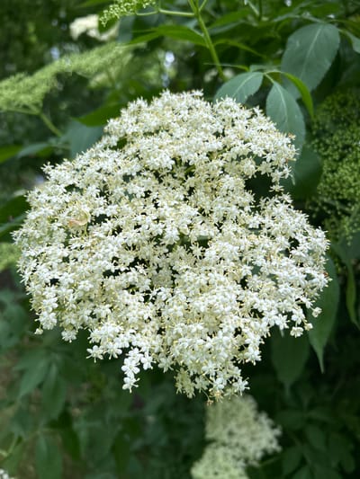 This is a close-up photograph of a cluster of white elderflower blossoms against a blurred background of green foliage. The blossoms are small, star-shaped, and clustered together to form a large, rounded inflorescence. Each individual flower has five petals and prominent yellow stamens. In the foreground, there is a large, dense cluster of these blossoms, filling most of the frame. To the right and in the background, other clusters of blossoms and green leaves are visible but out of focus. The overall impression is one of abundant floral growth in a natural setting. The image was taken in Tczew, Poland.