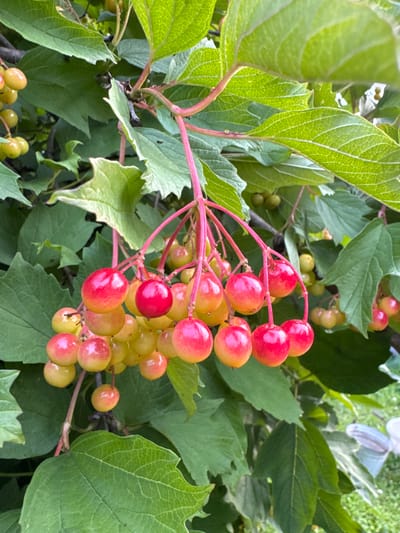 The image shows a close-up of a branch laden with ripening red and yellow berries, likely from a viburnum bush, against a backdrop of green leaves. The berries are clustered together, with some appearing more red and others more yellow, indicating they are in the process of ripening. The stems holding the berries are reddish-pink. The leaves are broad and green, with visible veins. The overall environment suggests an outdoor setting, possibly a garden or natural area. Based on the provided location of "Энергетик-2 Снт, Russia," the scene is situated in a dacha settlement or horticultural non-profit partnership, a common type of rural residential area in Russia, likely during the summer or early autumn when berries ripen. No people or specific city landmarks are visible.