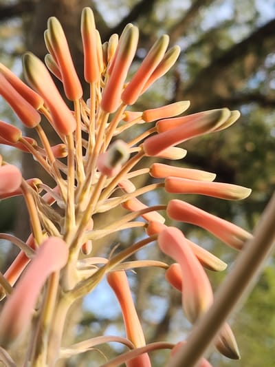 This is a close-up, low-angle shot of an aloe plant's inflorescence. The main subjects are the numerous coral-pink, tubular flower buds, many with greenish tips, clustered along multiple stems. The stems themselves are a light brown and green, crisscrossing and branching out, creating a dense arrangement. Some of the buds appear to be just opening, revealing a softer pink interior.

The background is softly blurred, suggesting a natural outdoor setting. Hints of green foliage and brown tree trunks are visible, along with some patches of light blue, likely the sky. The lighting indicates it's daytime, possibly late morning or afternoon, with diffused sunlight casting a warm glow. The overall mood is peaceful and serene, highlighting the delicate beauty of the plant's blooming stage. There is no visible text in the image. The location context places this scene in Altamonte Springs, United States of America.