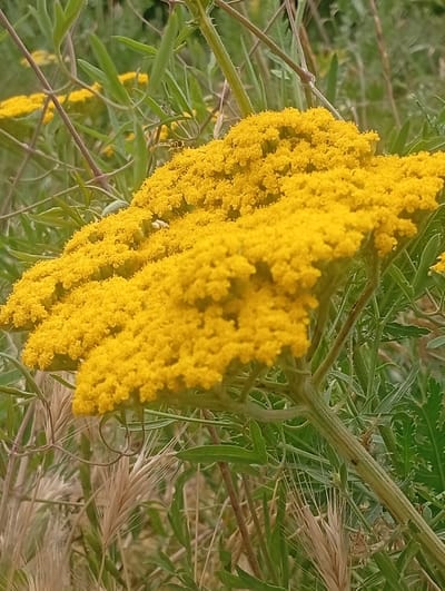 The image shows a close-up of a cluster of bright yellow flowers, likely yarrow or a similar wildflower. The flowers are densely packed, forming a flat-topped inflorescence. The background consists of out-of-focus green foliage and some dry, straw-colored grass stalks. There is a very faint, thin brown stem with a small dark insect on it, visible in the lower right portion of the image. The scene is natural and appears to be outdoors. The location is specified as Tash-Moinok, Kyrgyzstan, but this context is not visually evident in the photograph itself.