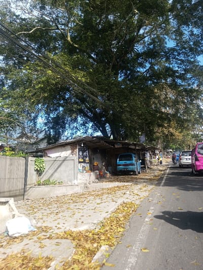 This image captures a street scene in Phonengam, Laos, illuminated by daylight under a clear sky partially obscured by tree canopy.

In the immediate foreground, a paved sidewalk is extensively covered with fallen dry, yellow-brown leaves. A grey concrete curb marks the transition from the sidewalk to an asphalt road. A crumpled white plastic bag rests on the sidewalk near the curb. A dark, indistinct shadow is cast on the road surface in the lower right.

On the left side of the scene, a light-colored wooden slatted fence stands adjacent to a grey concrete wall featuring a recessed panel and a small planter with green foliage. Behind these, a structure with a corrugated metal roof supported by posts fronts the street. Its facade displays two visible posters: a dark one with white text, including "BADJAU," and another advertising a beverage. Red and yellow containers are arranged near the structure's entrance. A light blue van or mini-truck, bearing the license plate "B 1731 DF," is parked underneath the roof overhang. Further down the street, additional simple structures are visible.

The upper portion of the image is dominated by a large, mature tree with dense green foliage, through which patches of blue sky are visible. Multiple black electrical or communication wires traverse the frame horizontally, positioned in front of the tree.

On the asphalt road, a solid white line delineates a lane. Vehicles are present in the mid-ground, traveling away from the viewer. A prominent pink or magenta van is closest on the right, followed by a silver sedan, another silver car, and a motorcycle with a rider. Several indistinct individuals are observed walking or standing on the sidewalk and near the road further down the street.