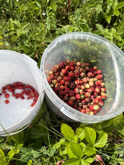 The media file shows two white plastic buckets filled with wild strawberries, sitting amidst green foliage. The upper bucket is nearly full of small, ripe wild strawberries, a mix of deep red and lighter shades with some green tips. The lower bucket is partially filled with more wild strawberries, some of which appear to be slightly larger. The buckets are placed on the ground, surrounded by lush green leaves and thin, reedy grass, suggesting an outdoor, natural setting. The lighting indicates it is daytime, likely sunny, casting soft shadows. The scene evokes a sense of harvesting or foraging, with the bounty of nature being collected. There are no visible people, text, or overt emotional cues, but the abundance of berries and the outdoor setting suggest a pleasant, possibly warm day in a rural or wilderness area. The location context provided places this scene in Malmyzh, Russia.