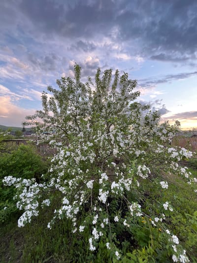 The image shows a blooming tree with white flowers, likely an apple or cherry tree, located in Зыково, Russia. The tree is positioned to the right of the frame, with its branches extending towards the left. In the background is a cloudy sky with hints of sunset colors. Below the tree, various green plants and grasses are visible. A fence and some houses can be seen in the distance, giving a sense of the rural setting.