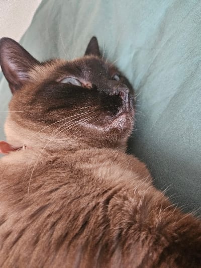 A seal point or chocolate point Siamese-type cat is depicted lying on its back on a teal-green fabric surface. The cat's eyes are partially closed, revealing pale blue irises, indicative of a resting state. Its facial mask, ears, and paws (not fully visible) are dark brown, while the body fur is a lighter tan-brown. White whiskers are prominent around its dark muzzle. A thin, light pink collar is present around its neck. The specific location within Cherwell District, United Kingdom, cannot be determined from the visual evidence.