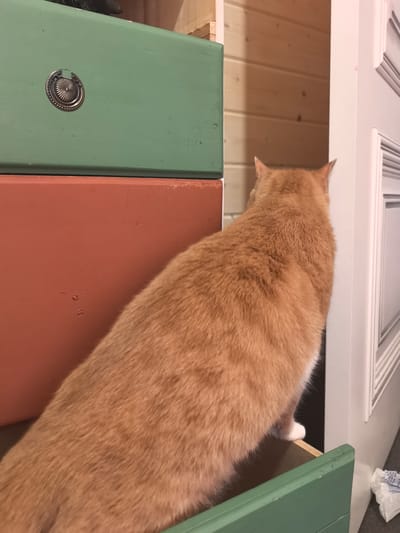 An orange cat with white paws is peeking out of a dresser drawer. The dresser has green and coral-colored drawers. The cat is looking to the right, with its back to the camera. The scene is indoors, possibly a home in Pogorelki, Russia. The lighting appears to be artificial or from a window, suggesting it could be daytime. The dresser is made of wood, and the walls behind it are paneled with light-colored wood. There is a white door frame to the right of the dresser, which has decorative paneling. A crumpled white plastic bag is visible on the floor near the door.