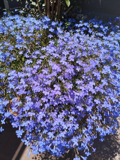 This media file is a close-up, upward-facing shot of a dense cluster of small, vibrant blue flowers. The flowers are delicate, with five petals each, and many have a lighter white or pale blue center. They are tightly packed together, creating a carpet of color. Some of the flowers are in full bloom, while others appear to be buds or just beginning to open. The stems and foliage are mostly obscured by the abundance of flowers, but a hint of green can be seen in the background.
The lighting suggests it is daytime, with sunlight casting shadows on the ground beneath the flowers, indicating a bright and sunny day. The shadows are sharp, hinting at a midday sun. The overall impression is one of lushness and natural beauty.
The setting appears to be an outdoor garden or planter. The blurred background hints at a vertical element, possibly a tree trunk or fence, and a darker, possibly grey or blue, structure above. The lower left corner of the image shows a portion of a planter edge and a rough, textured surface that could be brick or stone, with more shadows.
There is no visible text in the media file. The scene evokes a feeling of serenity and the vibrant beauty of nature, specifically a well-maintained flowering plant in bloom. The location context of Pardes Hana-Karkur, Israel, suggests a warm climate, which would be conducive to such abundant flowering.