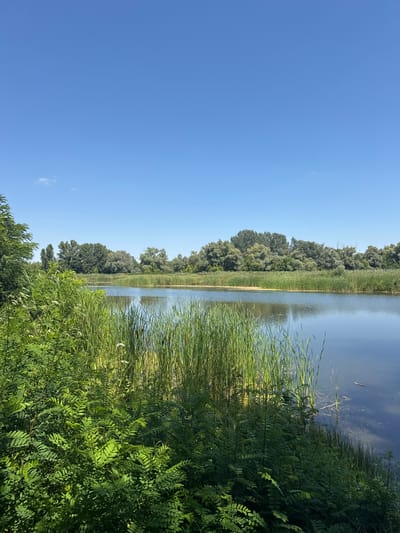 An outdoor, eye-level, long shot captures a serene river scene on a clear, sunny day in Chykalivka, Ukraine. The sky is a vibrant, cloudless blue. On the left side of the frame, lush green foliage and tall reeds dominate the foreground, with some white flowers interspersed among the green. The river occupies the right side of the image, its surface smooth and reflecting the blue sky. In the distance, a dense line of trees forms the opposite bank of the river, with a thin strip of tall grass visible between the water and the trees. The overall impression is one of natural tranquility.