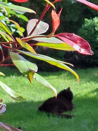 A black cat is sitting on a green lawn in front of some red and green foliage in the city of Middleton Tyas, United Kingdom. The cat is facing away from the camera and is partially obscured by leaves. The foliage is in the foreground of the image, and the cat is in the background. The lawn is well-maintained and appears to be in good condition. The foliage is vibrant and healthy, with a mix of red and green leaves. The overall scene is peaceful and serene.