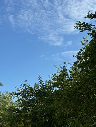 A low-angle shot captures a bright blue sky, partially obscured by the lush green foliage of trees. Scattered white, wispy clouds drift across the upper portion of the frame. The branches and leaves of trees dominate the lower right and center of the image, with hints of lighter green foliage from trees on the left. The scene is devoid of people or any man-made structures, suggesting an outdoor, natural setting within the city of Kamensk-Uralsky, Russia.
