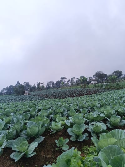 A vast cabbage field extends into the distance under a cloudy sky. The foreground features rows of large, leafy cabbages in vibrant green. Further back, the crops transition to a darker hue, possibly a different vegetable. Trees dot the horizon, framing a house nestled among them. The overall landscape suggests a rural setting, likely an agricultural area on a cloudy day.
