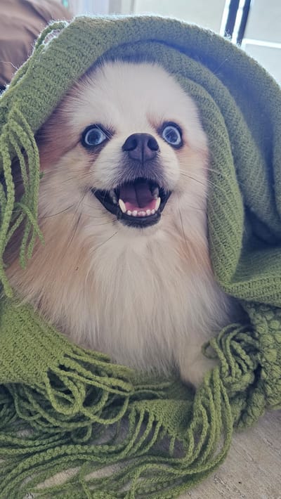 A close-up, eye-level shot shows a fluffy dog, appearing to be a Pomeranian, peeking out from under a green knitted blanket with fringe. The dog's face is framed by the blanket, with its blue eyes wide and its mouth open in a happy expression, revealing its teeth. The dog's fur is white and tan. The background is blurred, but appears to be an indoor setting with light-colored flooring. The image does not contain any information related to Baan Chaweng, Thailand.