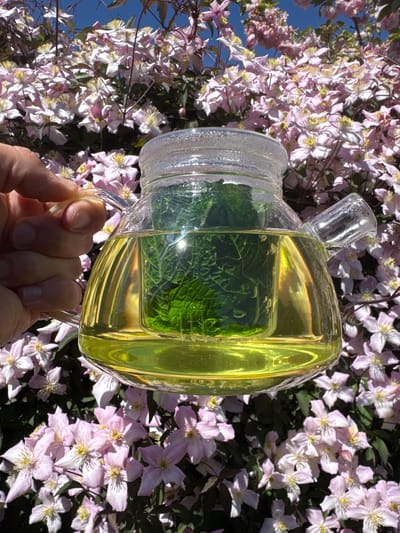 The image, appearing as if rotated 90 degrees to the left, captures a moment of refreshment in a vibrant garden setting. In the foreground, a person's hand gently holds the clear glass handle of a uniquely shaped pitcher. This pitcher, made of transparent glass, contains a bright yellow liquid, possibly lemonade or iced tea, infused with several fresh green mint leaves, visible through the glass. A prominent glare from the sun reflects off the surface of the liquid.
The background is a lush display of blooming clematis flowers, predominantly light pink or pale purple with bright yellow centers, creating a dense and colorful natural backdrop. A patch of clear blue sky is visible in the upper left corner, peeking through the foliage. The bright sunlight suggests a warm, clear day, likely in the morning or afternoon. The overall scene conveys a sense of peace and natural beauty, characteristic of an outdoor garden in a temperate region like South Kesteven, United Kingdom. There is no visible text in the image.