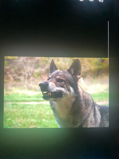 The image shows a close-up of a wolfdog with its mouth open, revealing its teeth. The wolfdog has a grey and brown coat and pointed ears. It is outdoors in a grassy area with blurred trees in the background. The lighting suggests it is daytime. There is no visible indication of the city of Paczkowo, Poland in the image.