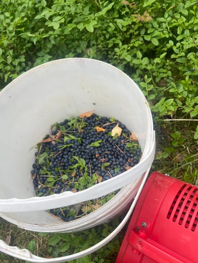 In Runy, Russia, a white bucket overflowing with freshly picked blueberries sits on the ground amidst dense green foliage. The bucket's interior is filled with the dark blue berries, interspersed with green leaves and a few scattered dry leaves. To the right of the bucket, a bright red plastic container with a slatted design is partially visible. The background is dominated by lush green blueberry bushes, indicating an outdoor setting likely within a forest or cultivated area. The lighting suggests it is daytime, with natural light illuminating the scene.