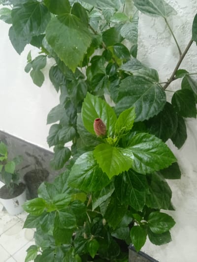 The image shows a close-up of a vibrant green hibiscus plant with a single red bud, positioned against a textured off-white wall. The plant's leaves are glossy and full, with some appearing to be wet, possibly from recent watering or dew. The bud, tightly closed and a deep reddish-pink, promises a future bloom. The plant is growing vertically, with stems and branches reaching upwards and to the left.
In the background, a glimpse of the plant's base is visible. To the left, a white pot with another, smaller green plant is partially visible. A dark planter box can also be seen below the main hibiscus plant. The ground is tiled with a pattern of light and dark squares. The overall setting suggests an outdoor or semi-outdoor space, possibly a patio or balcony, given the presence of pots and the tiled flooring. The lighting is soft, indicating it could be daytime, perhaps morning or late afternoon, but there are no strong shadows to suggest a specific time. The scene is peaceful and focused on the natural beauty of the plant. The location context indicates this image was taken in Unkurgan, Uzbekistan. There is no visible text in the image.