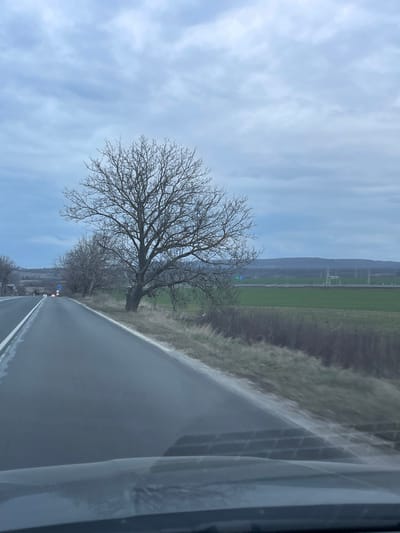 The image depicts a rural road scene in Struino, Bulgaria, viewed from inside a vehicle. The sky is heavily overcast with light grey clouds. An asphalt road, appearing wet or damp, extends from the foreground into the distance, with a solid white line marking its right edge. Visible in the bottom foreground is the dashboard and windshield of a vehicle, showing reflections.

On the right side of the road, a large, leafless deciduous tree stands on a grassy verge. Behind this tree and extending into the background is a field of green crops. Multiple electricity pylons are visible across this field in the mid-distance.

On the left side of the road, smaller, bare trees line the roadside. The road curves gently to the left in the distance, where faint vehicle lights and a blue-and-white road sign are visible. Rolling hills or elevated terrain form the distant background horizon. No individuals or specific actions are discernible.