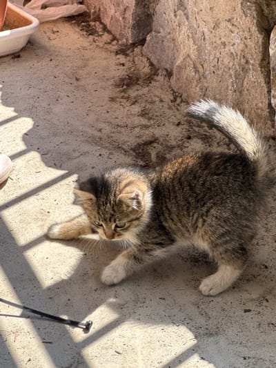 A young kitten lies on a concrete surface, illuminated by bright sunlight. The kitten has tabby markings with patches of brown, gray, and white fur. Its tail is bushy and also displays tabby patterns. The kitten is lying on its back with its paws extended. In the background, there's a rough, textured wall made of large stones.
The concrete surface appears to be outdoors, with shadows cast by what looks like a fence or railing, suggesting a sunny day. There are some small pieces of debris scattered on the concrete. In the lower left corner, a white plastic container is partially visible. The overall scene conveys a sense of a relaxed, sunny moment for the kitten in an outdoor setting. The location context of Kolašin, Montenegro, provides a general geographical area for the image. No text is visible in the image.