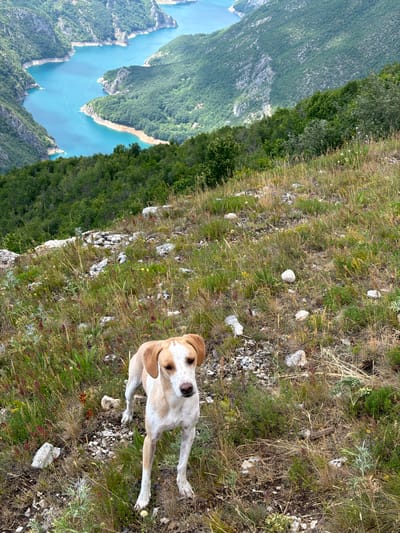 A medium shot shows a tan and white dog standing in a grassy, rocky landscape with a dramatic view of a turquoise river winding through a canyon in the background. The dog is facing the camera with its ears perked. The landscape is covered in dry grass, small wildflowers, and scattered rocks. In the background, steep, tree-covered mountains rise on either side of the river, which is a vibrant shade of blue-green. The image appears to have been taken on a sunny day. The location is identified as Dubljevići, Montenegro.