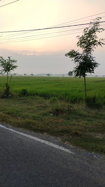 The image depicts a rural landscape at dawn in Sumberejo, Indonesia. A paved road with a white line runs diagonally from the bottom left to the bottom right of the frame. To the right of the road, there is a field of lush green rice paddies stretching into the distance. Two small trees stand in the foreground, one on the left and another on the right, beside the road. In the background, the horizon is hazy, with a few more trees and what appear to be small structures visible. Power lines stretch across the sky. The sky is a pale orange and pink, indicating the early morning sun. There are no people or animals visible in the image. The scene conveys a sense of tranquility and natural beauty.