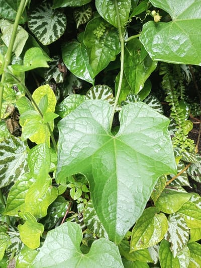 The image captures a vibrant, close-up view of a diverse collection of green foliage, suggesting a lush garden or tropical environment. No people or animals are visible. The scene is dominated by several overlapping plant species, all appearing fresh and wet, possibly from recent rain or dew.
In the foreground and center, a large, heart-shaped to slightly three-lobed leaf with prominent veins stands out, exhibiting a rich, dark green color and a subtly textured surface. This leaf appears to belong to a climbing plant, as thin green vines and tendrils are seen winding through the frame, including one extending towards the top right where a cluster of small, pale yellow flower buds is visible.
Surrounding and underneath the central leaf are various other plants. Several leaves with distinctive silvery-green and darker green striped or patterned markings are scattered throughout the composition, reminiscent of certain Begonia varieties. There are also numerous smaller, smoother, deep green leaves, some with a heart-like shape, that also appear wet and glossy. Towards the left side, a plant with lighter, yellowish-green, somewhat serrated leaves and fuzzy stems adds another textural element. On the right, a delicate fern-like plant with finely divided fronds is partially visible.
The overall impression is one of dense, thriving plant life, showcasing a variety of leaf forms, textures, and shades of green. The lighting is soft and even, suggesting either an overcast day or shaded conditions. The wetness on the leaves enhances their vibrancy and depth. The setting is consistent with a humid, verdant location such as Seetha Eliya, Sri Lanka. No text is visible in the image.
