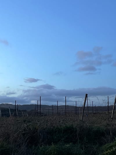 The image displays an expansive rural landscape, likely a vineyard, under a vast sky. The sky, which dominates the upper portion of the frame, is a clear, soft blue, with subtle variations in shade. Scattered across it are several light-colored, wispy clouds, suggesting fair weather.
In the midground and foreground, numerous dark, slender posts or stakes are arranged in receding rows, indicating a trellising system for grapevines. These posts are interconnected by thin wires. The ground beneath them is covered with low-lying, dark vegetation, which appears to be dry or dormant, with a few greener patches visible on the right side. In the background, gently rolling hills with indistinct features can be seen beneath the horizon line.
The lighting in the scene is soft and diffused, characteristic of either early morning or late afternoon. There is no visible activity or human presence, and no text is discernible. The overall impression is one of peaceful, agricultural tranquility, consistent with the location context of Montalcino, Italy.