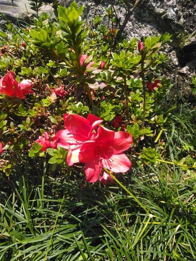 A close-up, outdoor shot depicts a vibrant red flower, likely an azalea, positioned centrally within dense green foliage. The flower exhibits multiple petals, some with lighter pink or white coloration at their bases due to direct sunlight, and visible dark stamens. Several other red flowers, some in full bloom and others appearing as buds, are interspersed among the small, glossy green leaves of the plant. Long, narrow blades of green grass occupy the lower foreground, illuminated by bright natural sunlight that creates strong highlights and shadows across the scene. In the upper right background, a textured, dark, and uneven surface, possibly a rock or tree bark, is partially obscured by the foliage. The image captures a natural or cultivated garden environment in Ciputri, Indonesia.