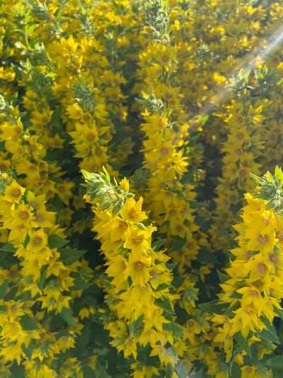 The image is a close-up, overhead shot of a dense cluster of bright yellow flowers, likely Lysimachia punctata, commonly known as Dotted Loosestrife. The flowers are star-shaped with five petals and a reddish-brown center. They grow in whorls along upright stems, creating a cascading effect. Sunlight streams in from the upper left, casting bright rays across the foliage and illuminating some of the flowers. The background is filled with more of the same yellow flowers and dark green leaves, suggesting a lush garden or natural setting. A few unopened buds are visible, adding a touch of freshness. The overall impression is one of abundant growth and vibrant color, likely captured on a sunny day. The location context suggests this scene is in Izborsk, Russia.