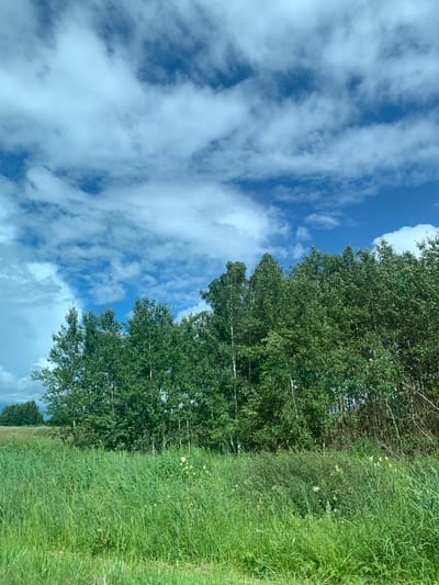 This is a photograph taken outdoors, likely in the Курапольскі сельскі Савет, Belarus. The image captures a natural landscape under a bright, cloudy sky. The lower half of the frame is dominated by a field of tall, green grass, with some interspersed wildflowers. Behind the grass, a dense line of trees forms a natural barrier. These trees are predominantly leafy and green, suggesting a temperate season. The sky above is a vibrant blue, interspersed with large, fluffy white clouds. The overall impression is one of a peaceful, rural scene.