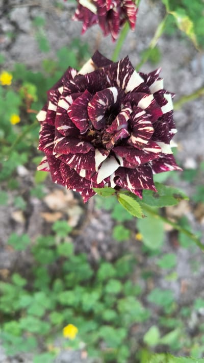 A striped rose with maroon and white petals is in focus in the foreground. The rose has many layers of petals, and some of them appear to be slightly wilted. In the background, there is green foliage and dirt. There are also two small yellow flowers visible in the background. This image was captured in Han Krum, Bulgaria.