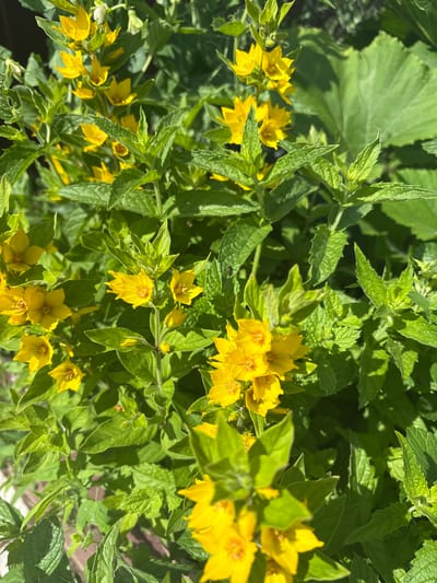 In a close-up, overhead shot, a cluster of bright yellow flowers with five petals each are in full bloom. These flowers appear to be a variety of Lysimachia, possibly Lysimachia punctata, commonly known as yellow loosestrife or spotted loosestrife. They are interspersed with lush green foliage, which includes pointed, serrated leaves likely belonging to mint plants, indicating an urban garden setting. The scene is bathed in bright sunlight, casting dappled shadows and highlighting the vibrant colors of the flora. The background is a blur of green and hints of a dark, possibly wooden structure. The location is specified as Dolce Vita KP, Russia. There are no people or animals visible in the frame, and the focus is entirely on the natural elements of the garden.