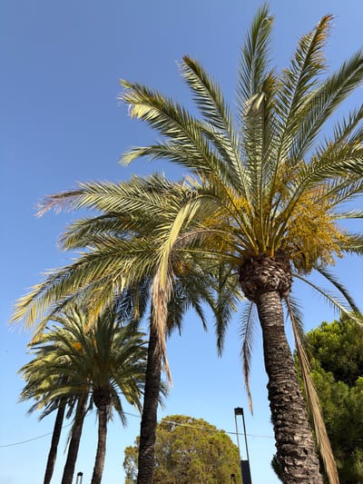 In Palma, Spain, on a clear blue day, several palm trees are the dominant feature. The closest palm tree is in the foreground, its trunk thick and textured with a rough, dark bark. Its fronds, a vibrant green with some dried, yellowing tips, fan out towards the sky. Smaller palm trees are visible behind it, receding into the background. In the distance, a cluster of dense green trees, possibly pine trees, forms a backdrop. A street lamp with a dark, thin pole stands to the right, partially obscured by the fronds of the palm tree. The scene evokes a tropical or Mediterranean ambiance.